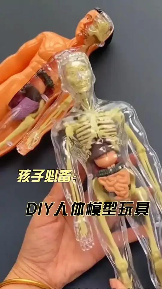 新款DIY人体器官骨骼模型可拼装拆卸医学解刨3D立体儿童科教玩具