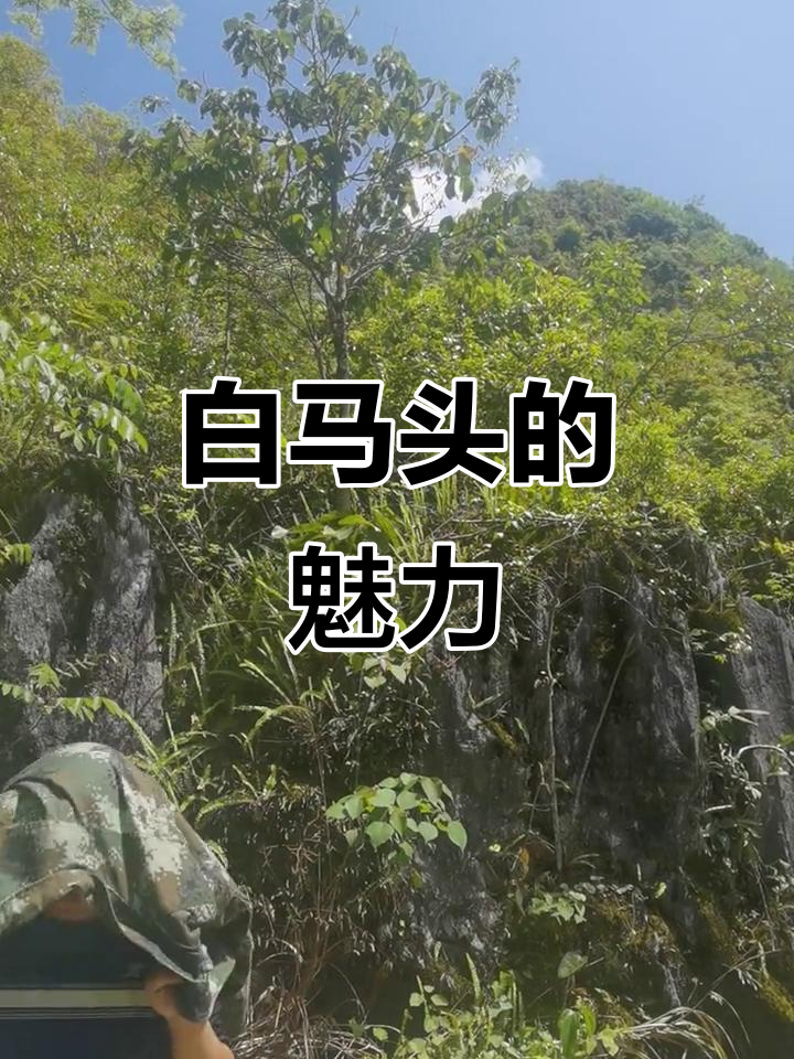 这匹白马头真不错,小佛戴发粉也很有气质