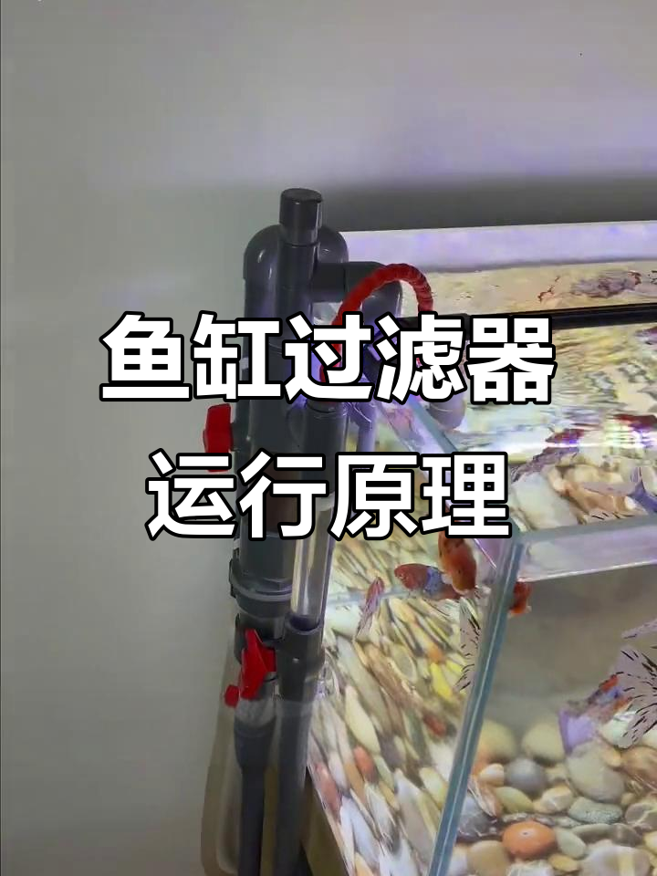 鱼缸过滤系统全解析:虹吸底滤与周转箱搭配使用技巧