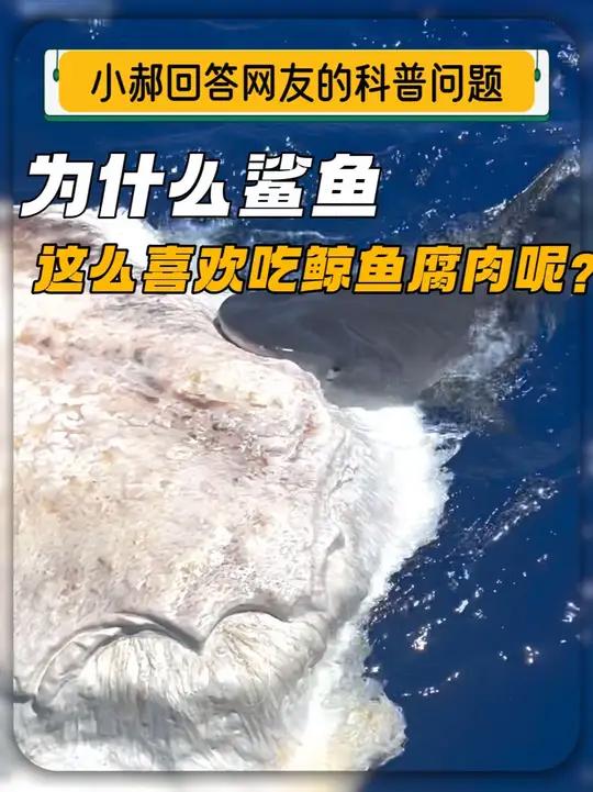 鲨鱼为什么这么喜欢吃鲸鱼腐肉呢