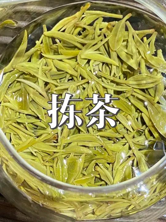 拣茶 云雾山的高山口粮信阳毛尖又到一批,高山旱茶就是这样,长得不是很好看,要把大叶片和鱼叶