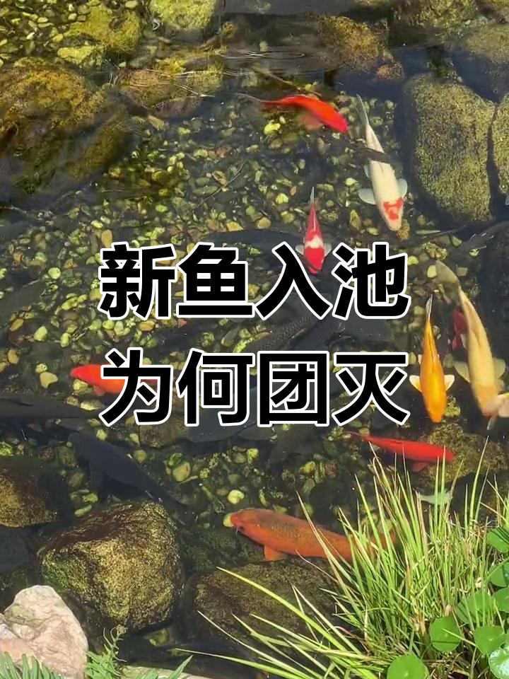 鱼池消毒杀菌的真相:新鱼带来的细菌还是抗病能力问题?