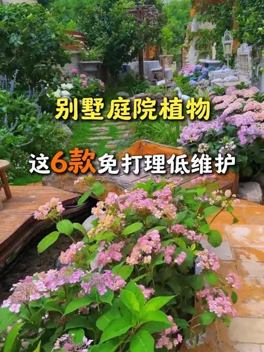 别墅庭院植物这6款免打理 一、迷迭香——驱虫美食家 煎牛排随手摘 香气还能驱蚊 耐旱耐晒超