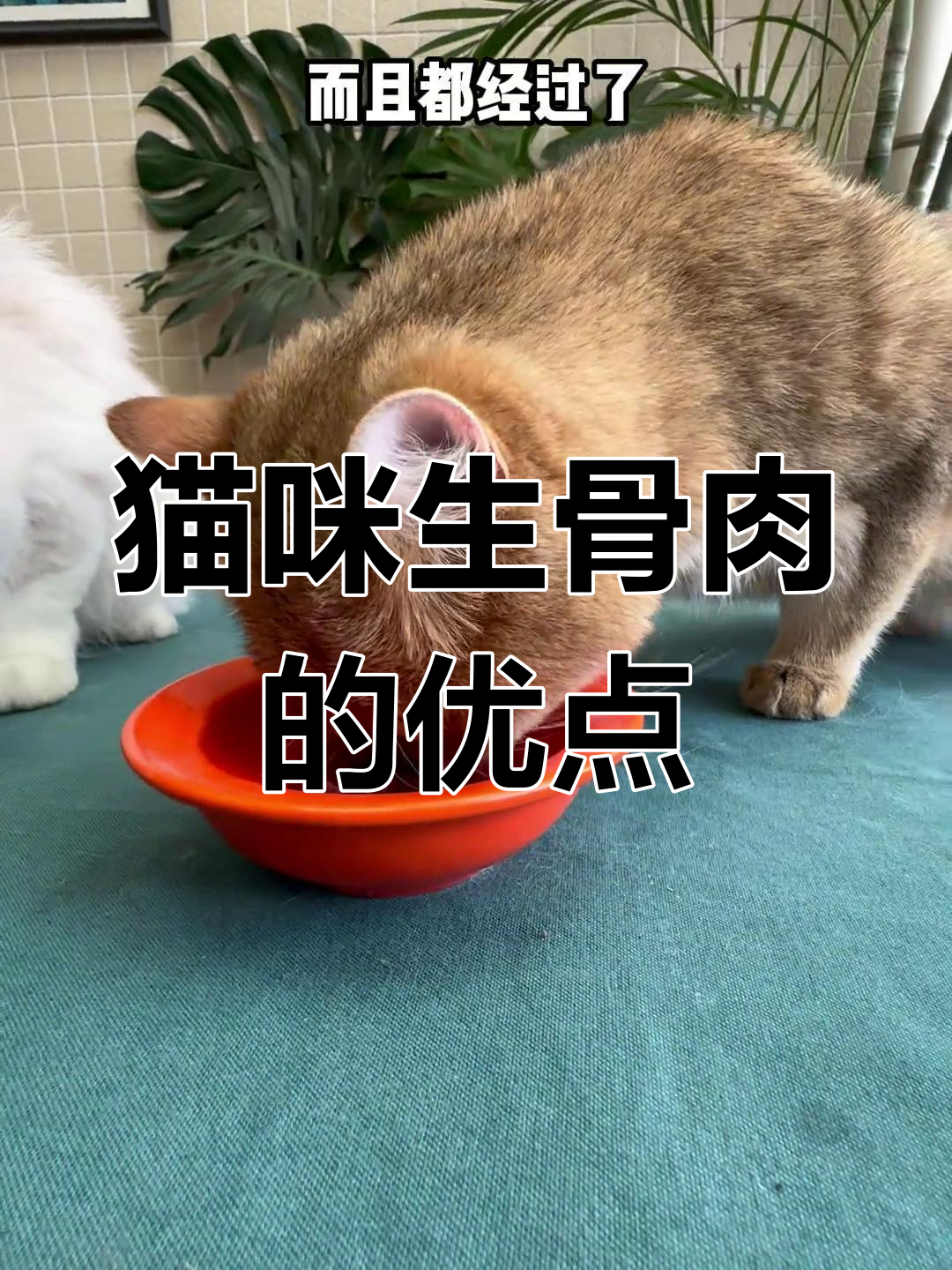 生骨肉喂养的秘密:为什么猫舍都选它?