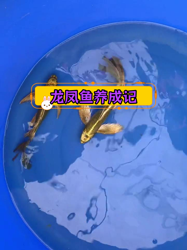 古黄金龙凤鱼饲养日记
