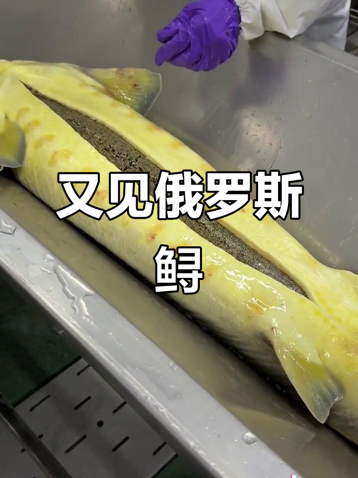 俄罗斯鲟现身养殖基地,三农新动态