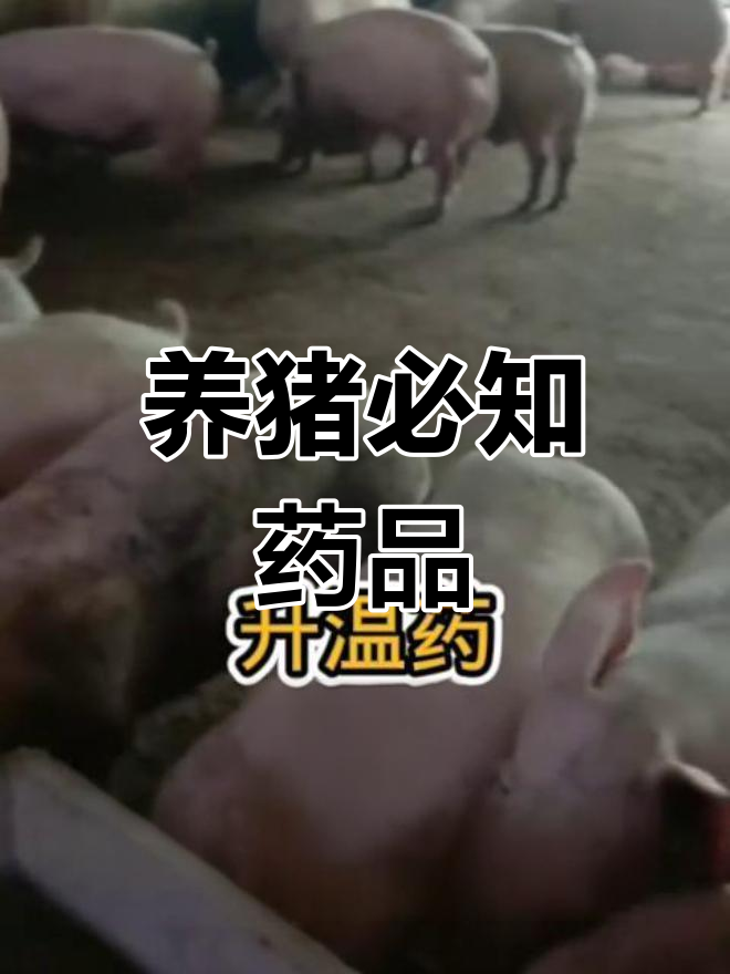猪病防治全攻略:必备药物与使用技巧