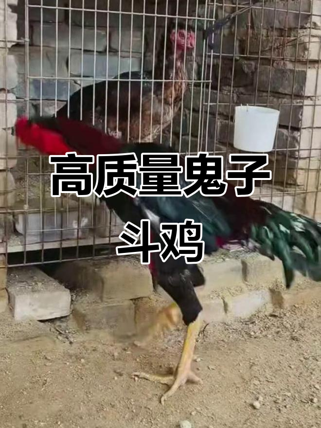 鬼子斗鸡大战，公鸡中的战斗机展现激烈对决