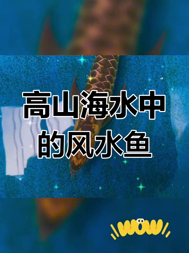 穿越高山与大海,风水鱼带来的好运