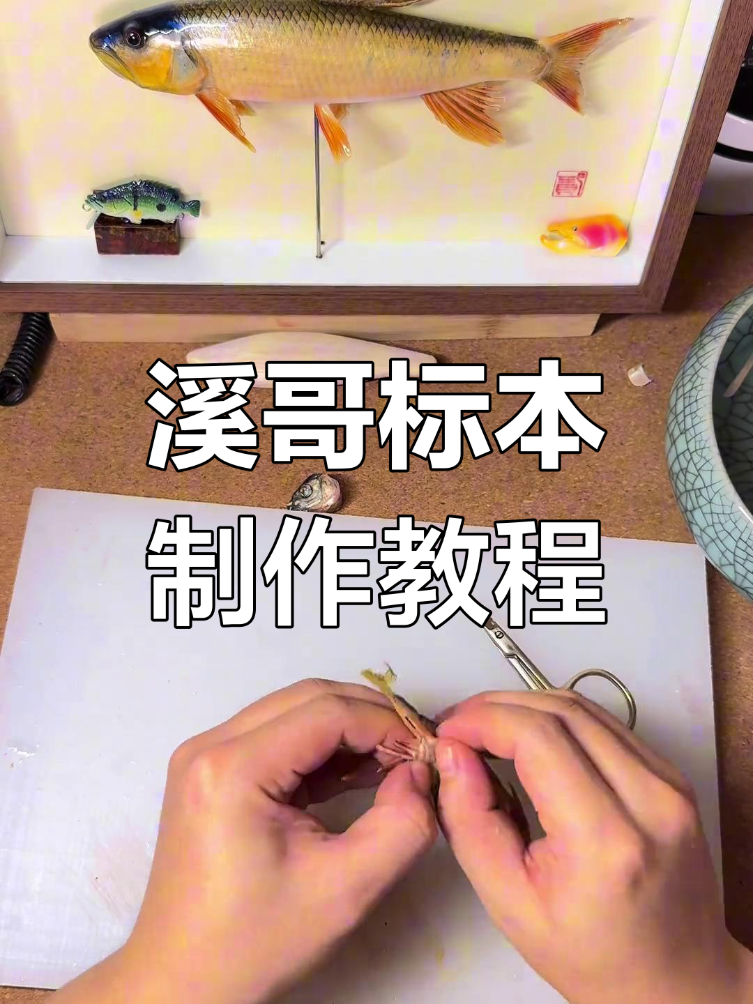 溪哥标本制作全流程,三年半冰冻鱼如何处理