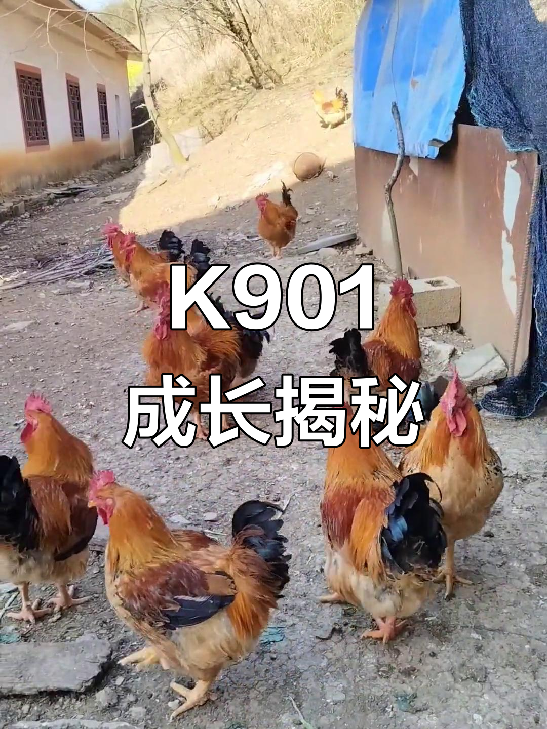 K901成长揭秘,未来模样令人期待!