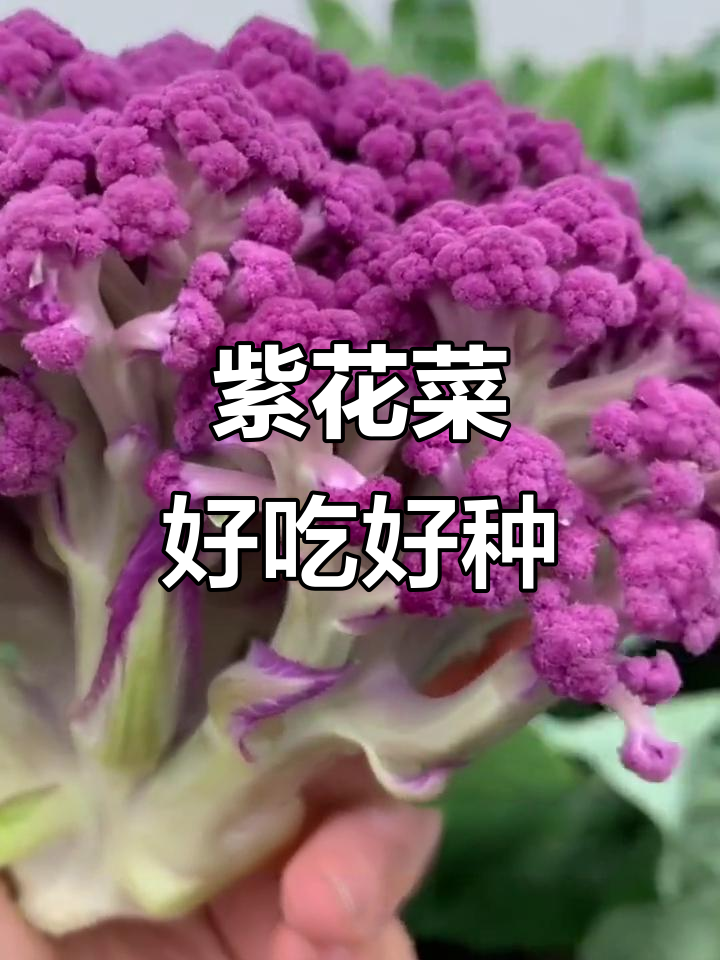 紫色花椰菜,营养丰富又好看,阳台种植轻松搞定