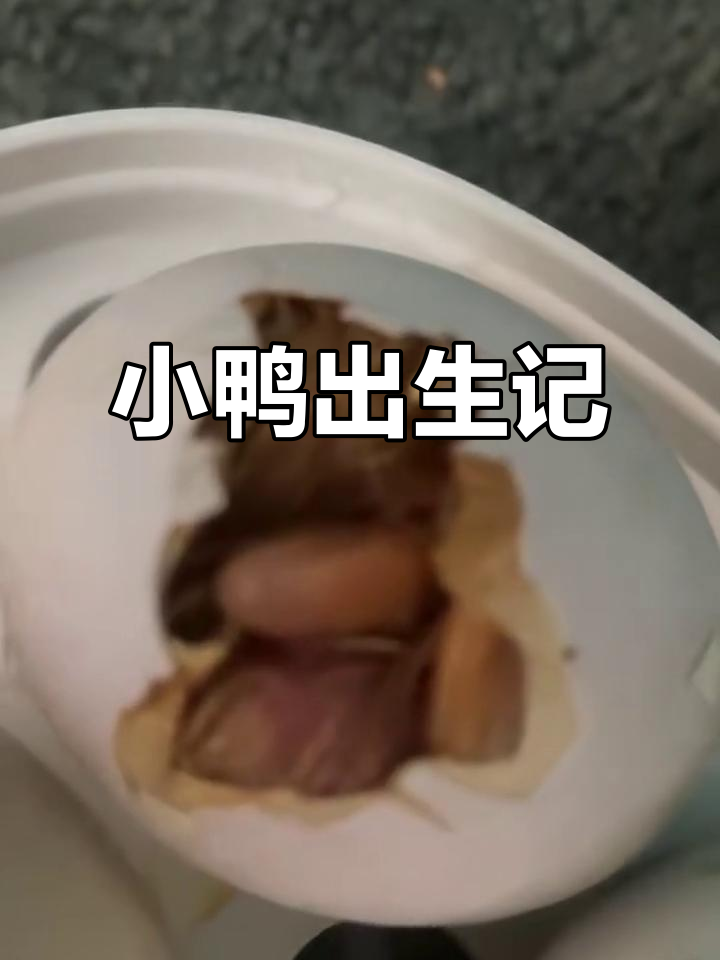 小鸭子的诞生过程,萌态十足