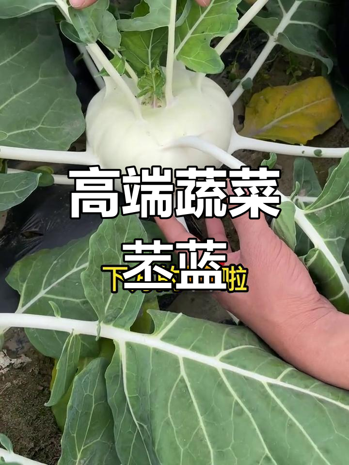 甘蓝中的高端蔬菜苤蓝,三种颜色任你选