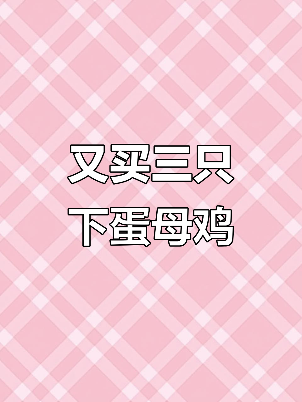 忍不住又买了三只可爱下蛋母鸡，超萌圆屁股柴鸡