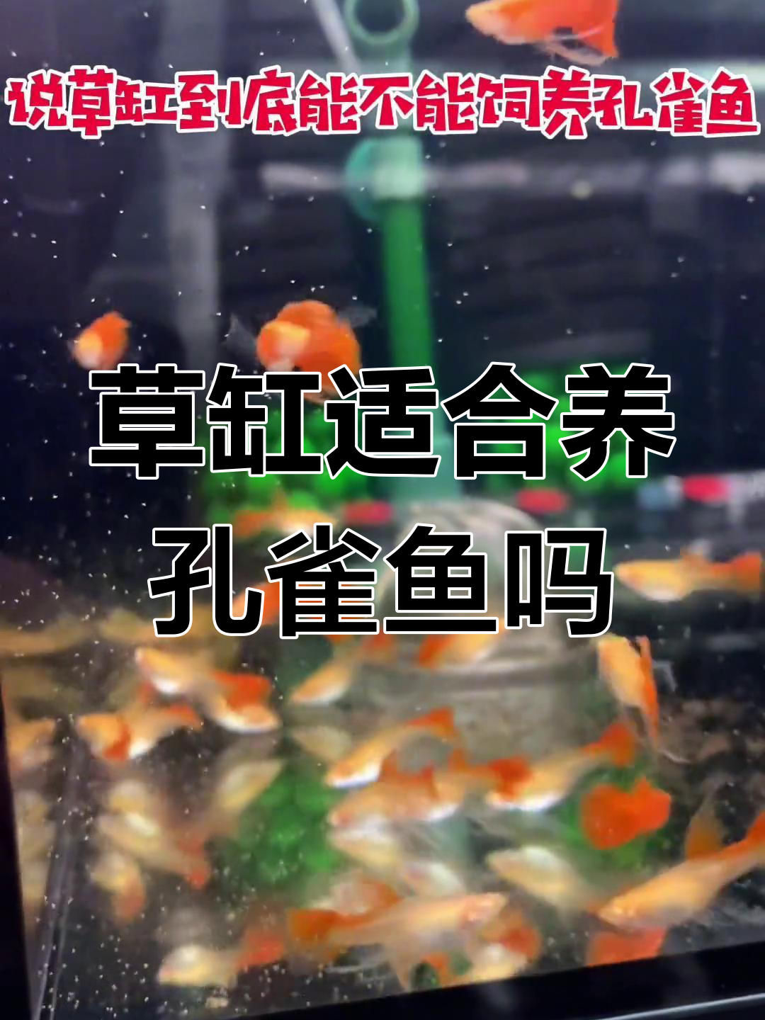 草缸能养孔雀鱼吗?