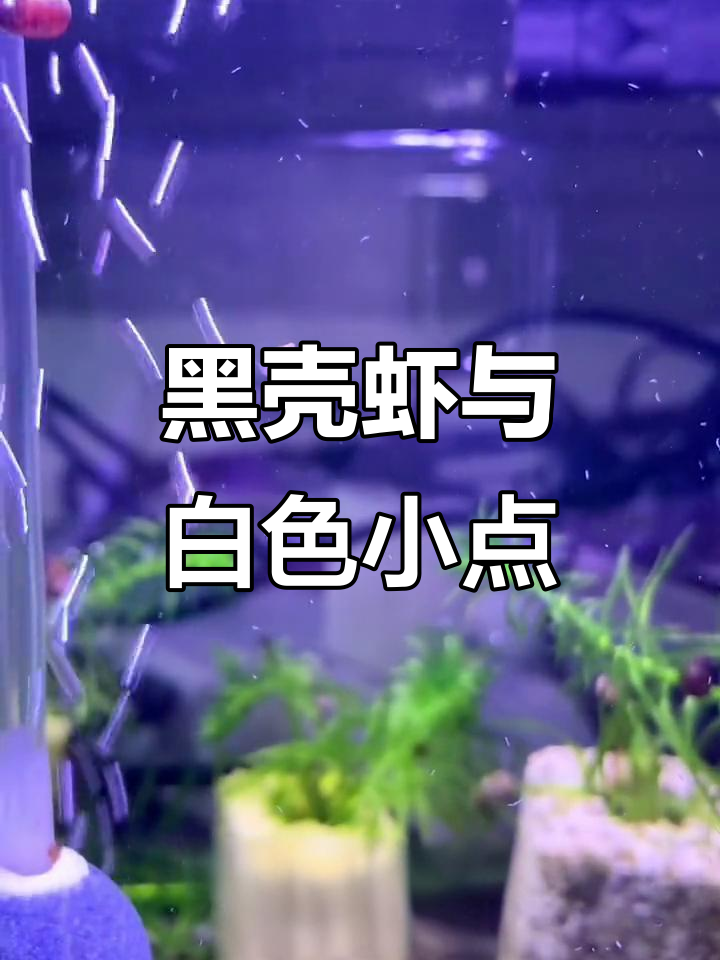 缸里新生命,黑壳虾、苹果螺还是寄生虫?求解答