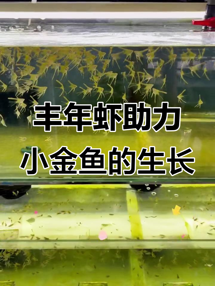 小金鱼喂丰年虾,快速成长秘诀大公开