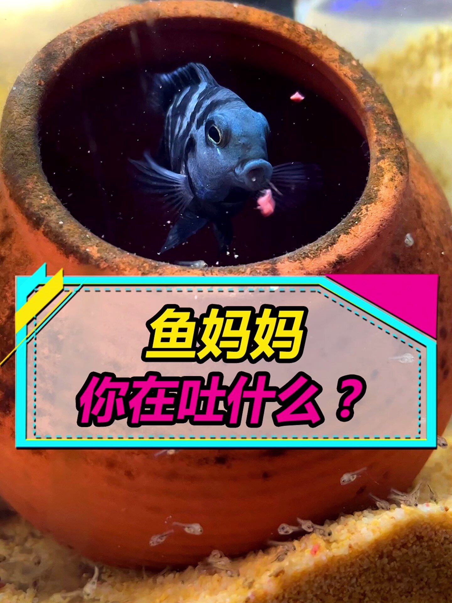 迷你鹦鹉鱼喂幼崽吃饭,为何感觉似曾相识?