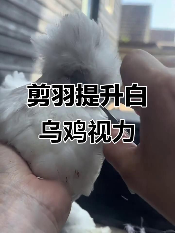 白乌鸡视力障碍,人工修剪羽毛助其恢复清晰视野