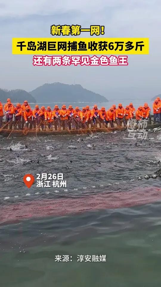 新春第一网6万多斤!千岛湖“巨网捕鱼”开捕,又捕获两条罕见金色鱼王