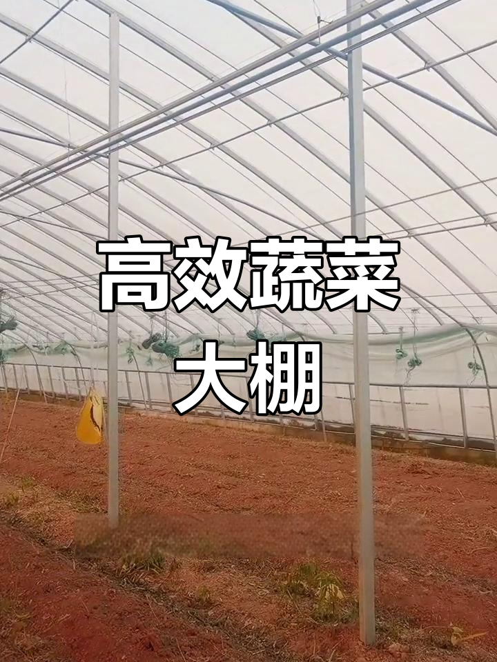 超大蔬菜大棚,17亩地高效种植