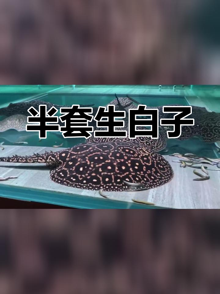 魟鱼产白子现象揭秘