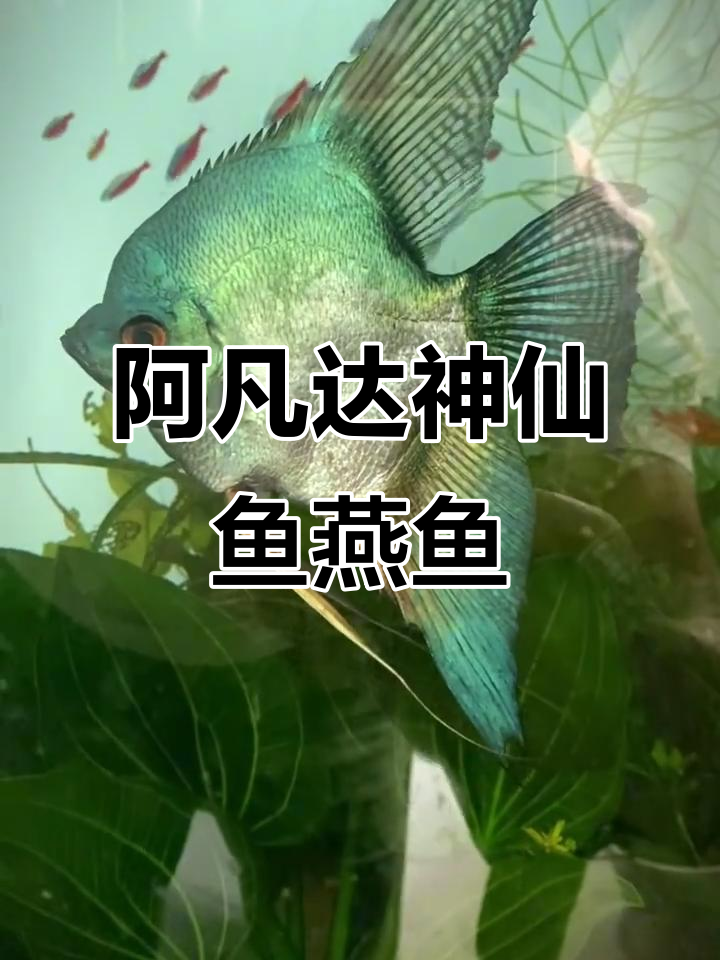 神仙鱼与燕鱼的生态缸,阿凡达般的美丽世界