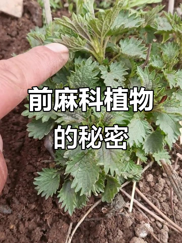 蛰麻与霞叶牵麻:从民间野菜到多年生草本植物