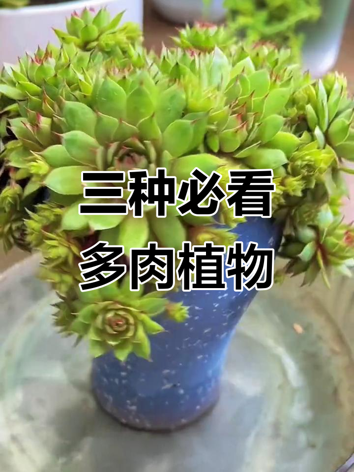 带你了解三种超受欢迎的多肉植物品种，看看你最喜欢哪种？