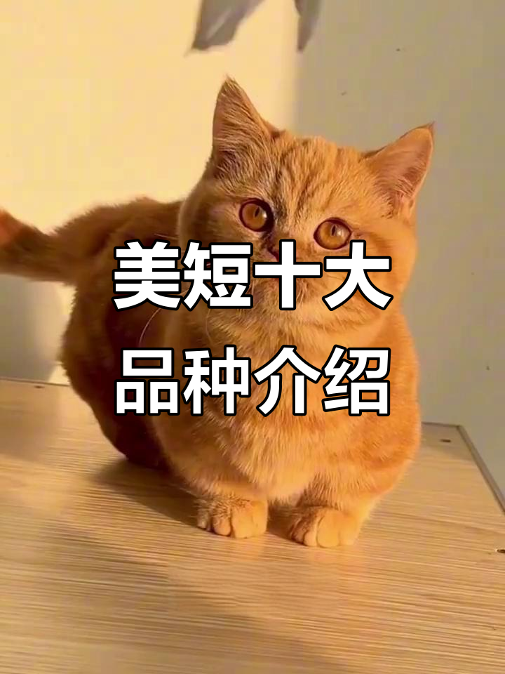 10种美短品种大揭秘，看看你最喜欢哪一款？