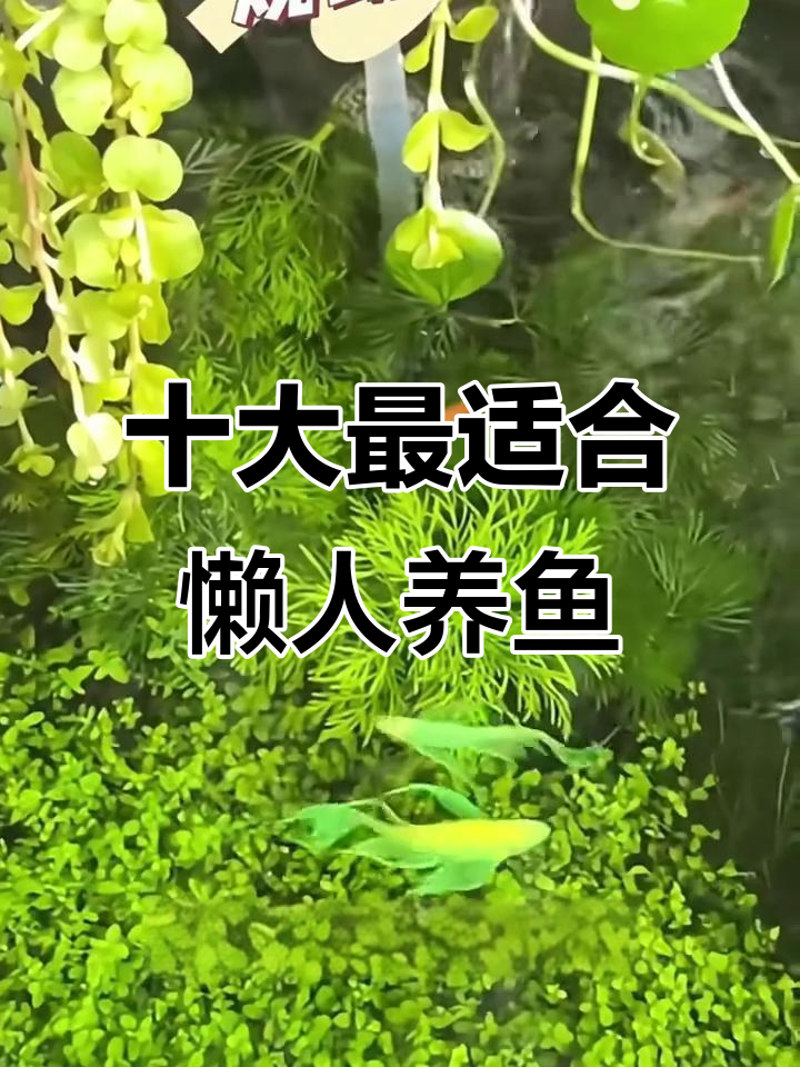 适合懒人养的10种观赏鱼,轻松照顾不费力