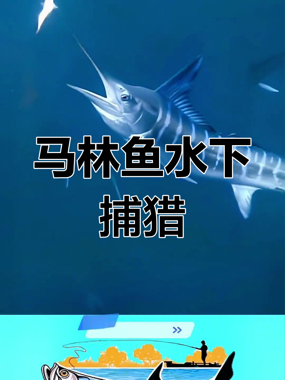 水下高清揭秘马林鱼捕食瞬间