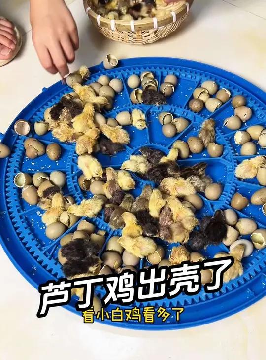 小飞碟和水床里面的小鸡都出壳了 夏天孵化小鸡出壳快而且育雏时间短,太省心了。芦丁鸡 人工孵