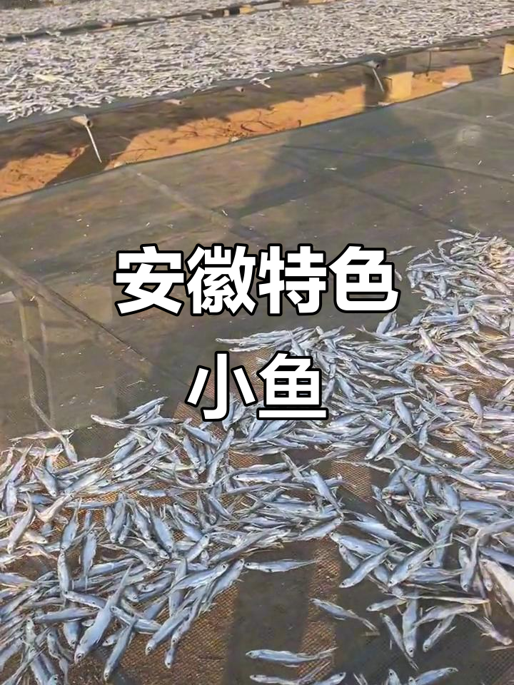 安徽特产淡水小河鱼,家乡味满满!