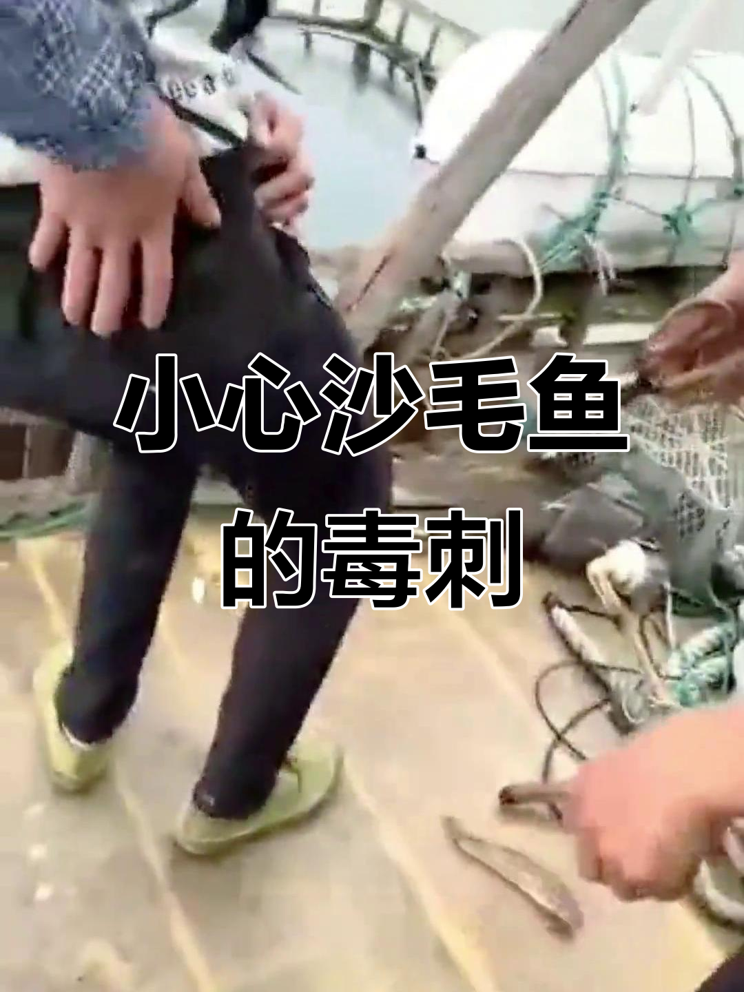 沙毛鱼:看似无害,却能致命!