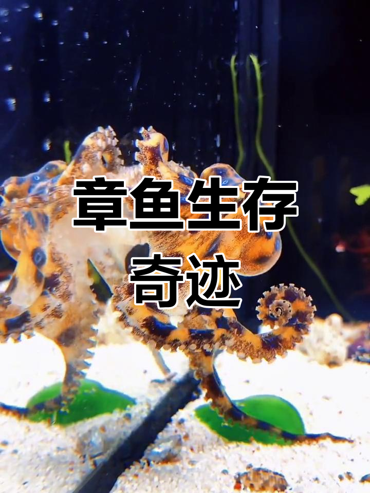 蓝环章鱼产卵后存活率低,但也有例外