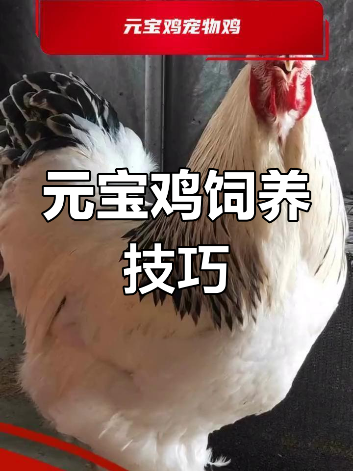 德州市观赏鸡养殖指南