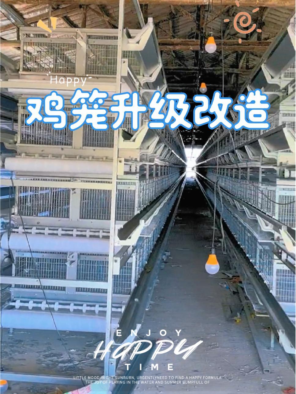 仙桃市鸡舍升级改造。由阶梯式鸡笼更换层叠式鸡笼。养鸡 养殖 农业 畜牧