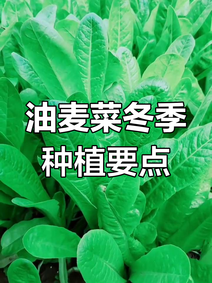 油麦菜四季可种,冬季养护技巧揭秘