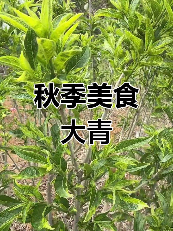 温州特色秋风丝,春季嫩芽炒菜超美味