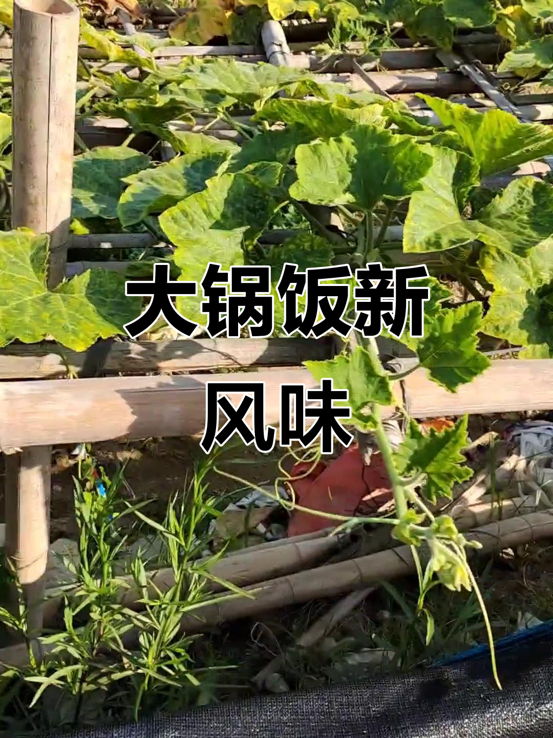 农村大锅饭的独特做法,香囊与干煸完美结合