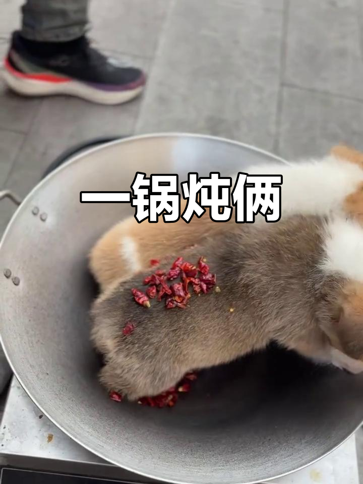燕皮炖狗肉,简单又美味