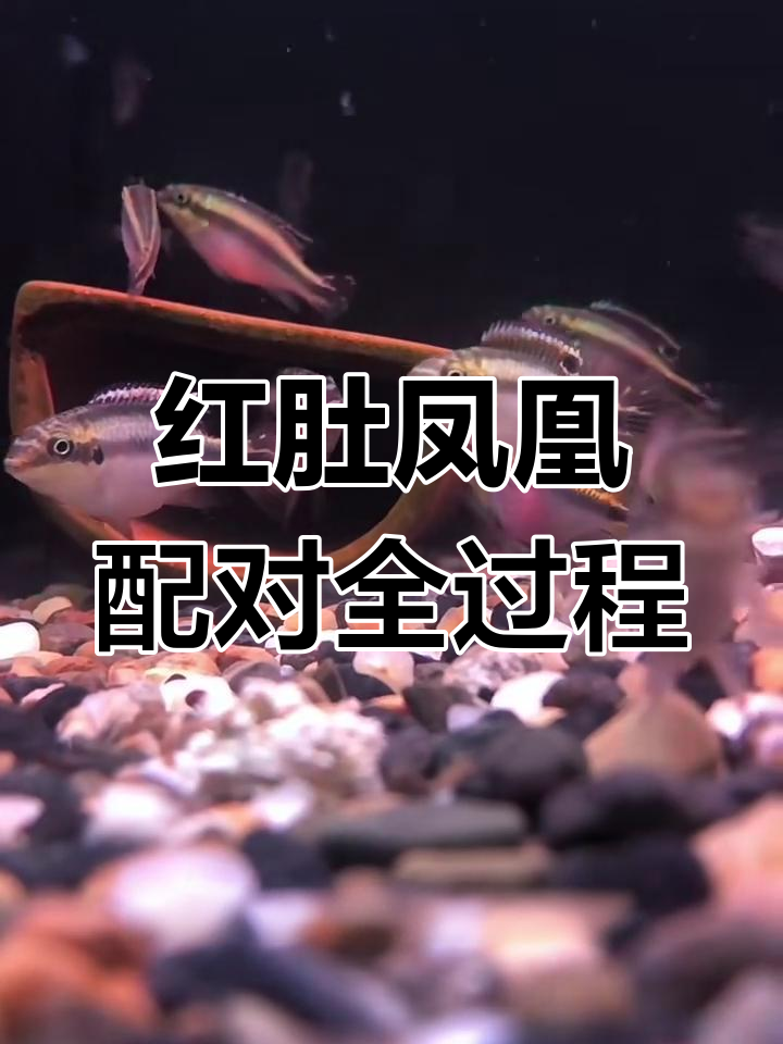 红肚凤凰如何通过“相亲”找到伴侣?