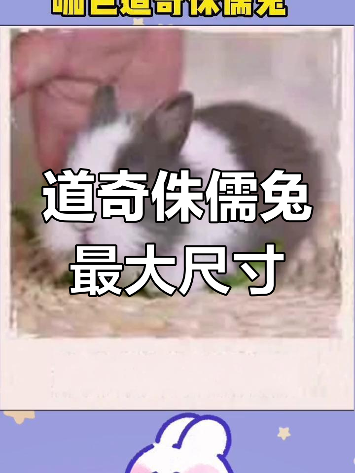 道奇侏儒兔能长到多大?揭秘迷你兔子成长极限
