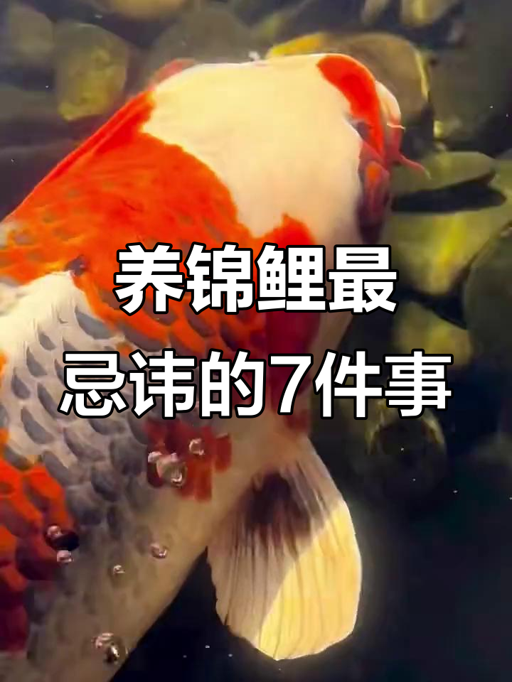 锦鲤鱼缸养护七大禁忌,避免跳缸和水质恶化