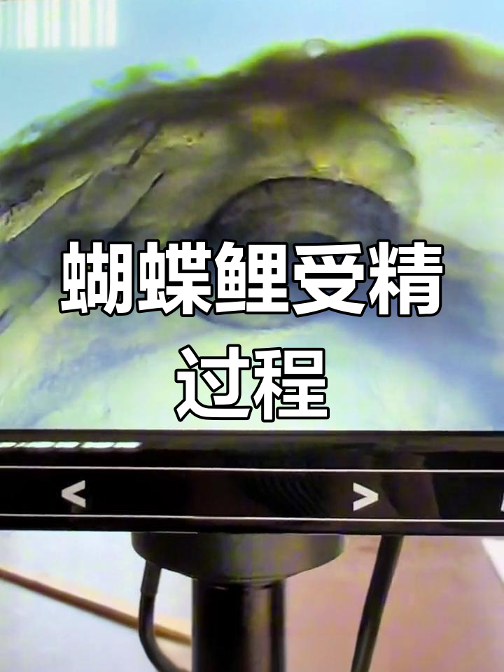 28小时蝴蝶鲤受精卵发育全过程揭秘