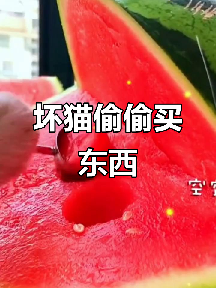 这只猫咪太调皮,用压岁钱买西瓜做鲨鱼,还送草莓巧克力给我