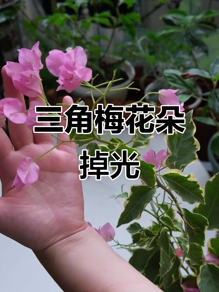 金边蜡染粉三角梅开箱,花朵掉落严重但颜色超美
