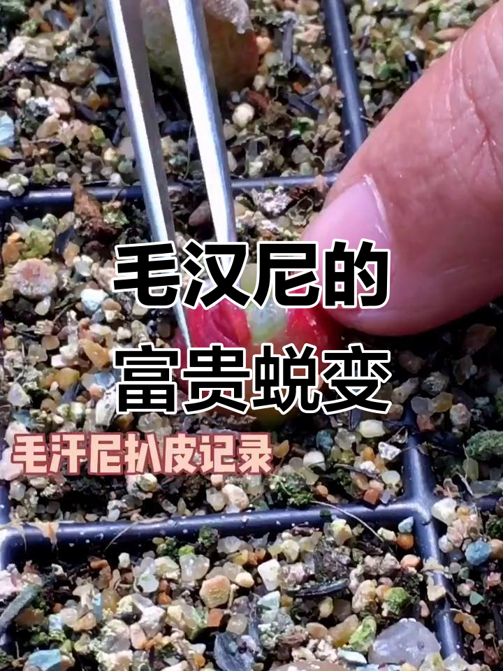 毛汉尼的衣服快脱了,看看这富态!